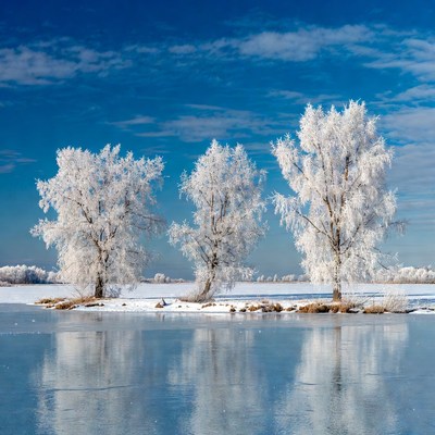 Frost-covered trees by frozen lake