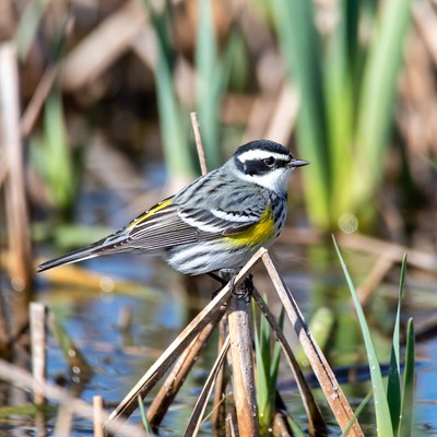 Black-and-White Warbler on reeds
