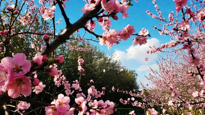 Pink Cherry Blossoms Against Blue Sky