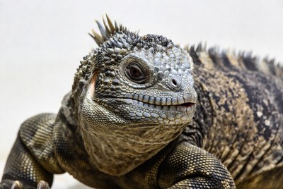 Close-up Galapagos land iguana
