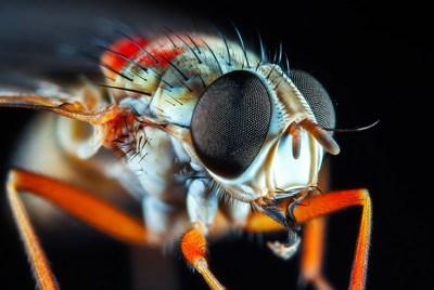 Close-up of red-legged robber fly