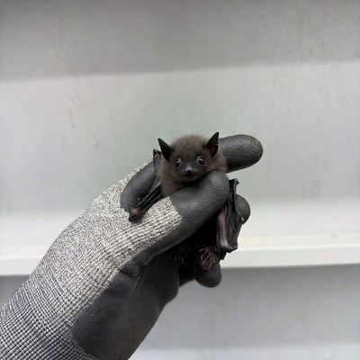 Baby bat held in gloved hand