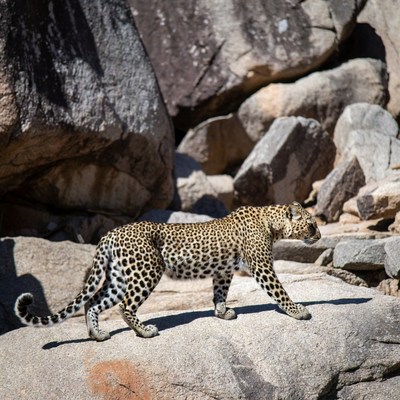 Leopard walking on rocky terrain