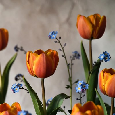 Orange Tulips with Blue Forget-Me-Nots