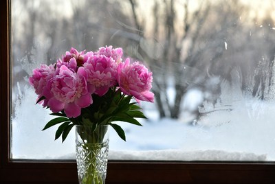 Pink peonies in vase by frosty window