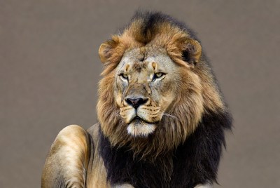 Majestic lion close-up portrait