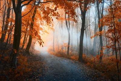 Autumn Forest Path in Fog