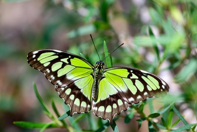 Green Birdwing Butterfly on Leaves