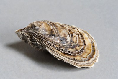 Fresh oyster shell close-up