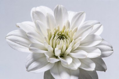 White Chrysanthemum Flower Closeup