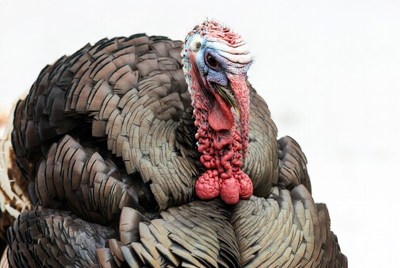 Close-up of turkey displaying feathers