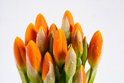 Orange tulips with water droplets