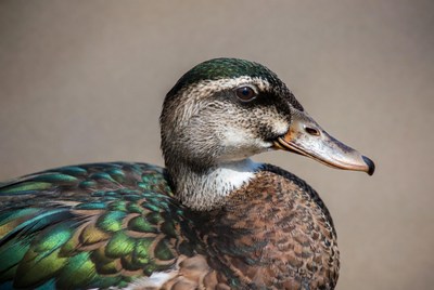 Close-up of male mallard duck