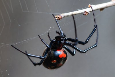 Redback Spider on Web