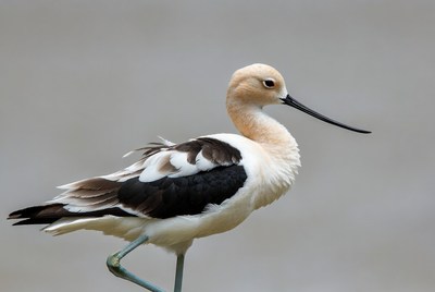 Black-necked Stilt standing gracefully