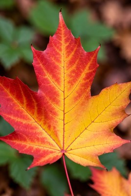 Red Maple Leaf in Fall