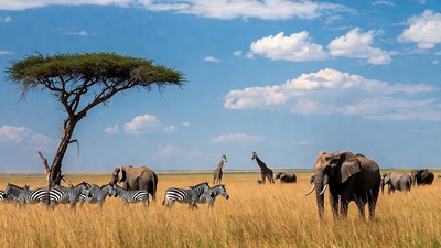African savanna with zebras elephants giraffes