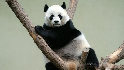 Panda clinging to tree branch