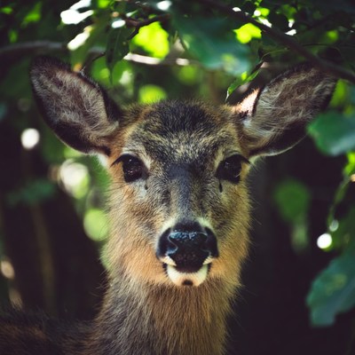 Young deer peeking through green leaves