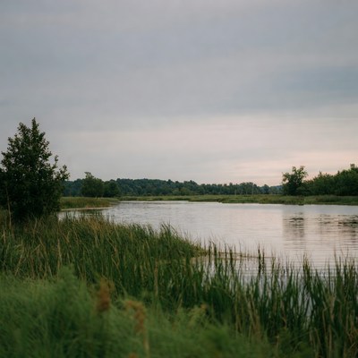 Serene River with Reeds and Trees