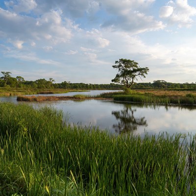Scenic Marsh with Lone Tree