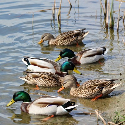 Group of ducks swimming in lake