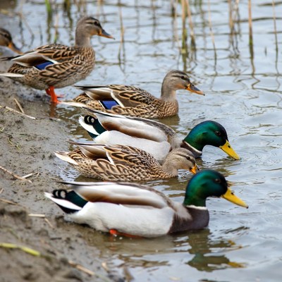 Group of Mallard Ducks in Water