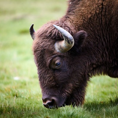 Bison grazing in green grass