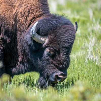 Bison grazing in green grass