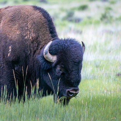 Bison grazing in green grass