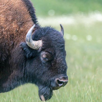 Bison standing in green grass