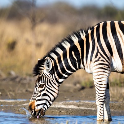 Zebra drinking from waterhole