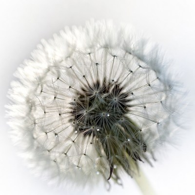 Close-up white dandelion flower