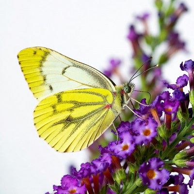 Yellow butterfly on purple flowers