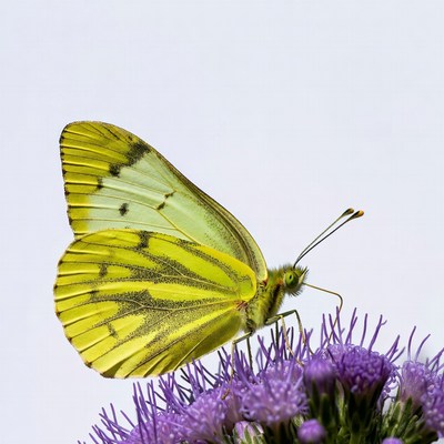 Yellow Butterfly on Purple Thistle
