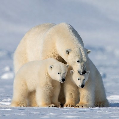 Polar bear mother with two cubs