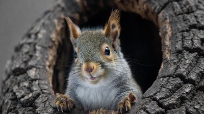 Gray squirrel peeking from tree hole