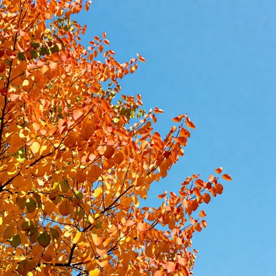 Autumn tree with orange leaves