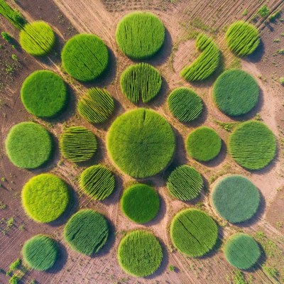 Circular Green Crop Fields Aerial View