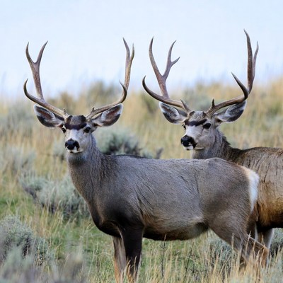 Two Mule Deer Bucks in Grassland