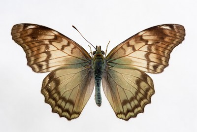 Brown-veined White Butterfly