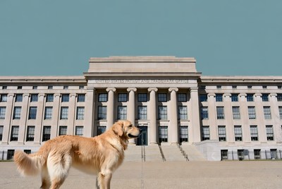 Golden Retriever in front of courthouse