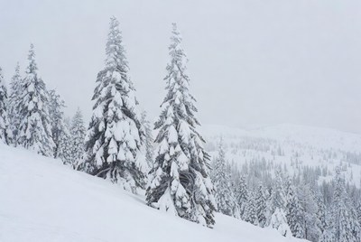 Snowy Pine Trees in Winter Forest