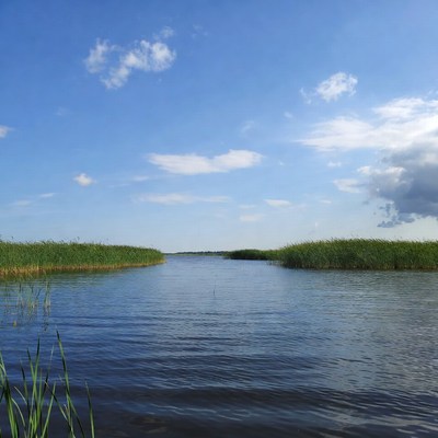Reeds parting calm lake water
