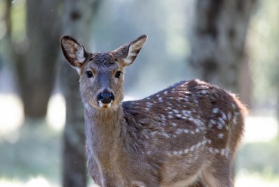 Fawn standing in forest