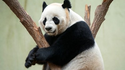 Panda hugging tree branch