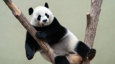 Panda hanging on tree branch