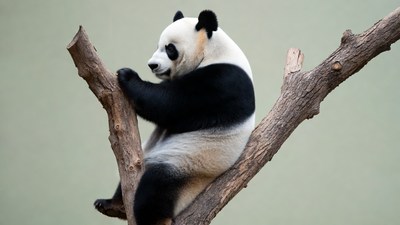 Panda sitting on tree branch