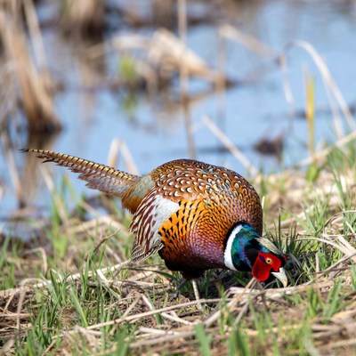Pheasant foraging in marsh grass