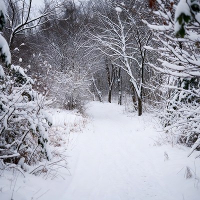Snowy Forest Path in Winter